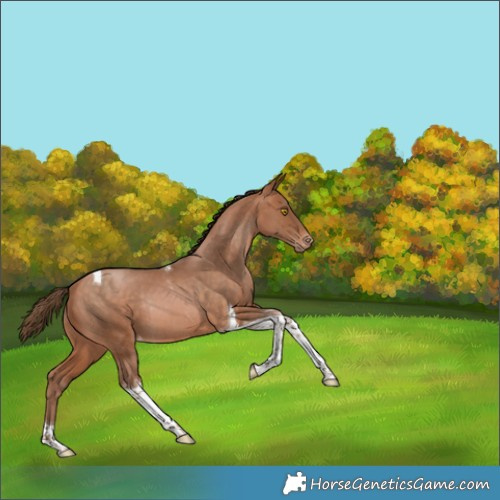 Horse Color:Bay Pearl Tobiano Appaloosa Rabicano