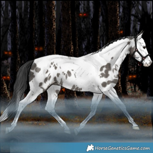 Horse Color:White Spotted Grullo Splash Tobiano Appaloosa Rabicano 