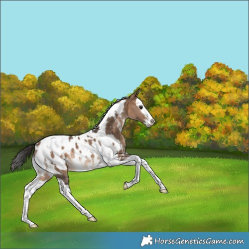 Horse Color:White Spotted Bay Dun Splash Tobiano Appaloosa Rabicano