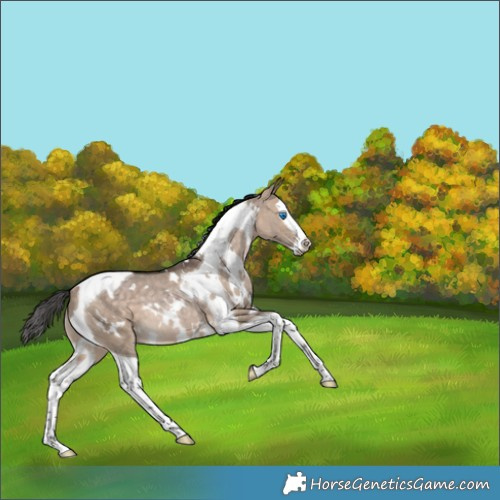 Horse Color:White Spotted Bay Dun Splash Tobiano Rabicano