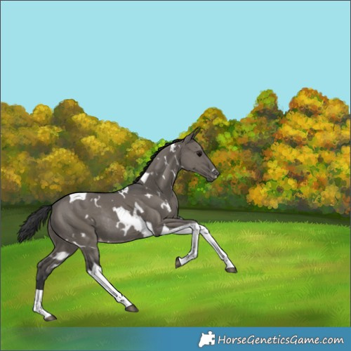 Horse Color:White Spotted Grullo Tobiano Appaloosa Rabicano