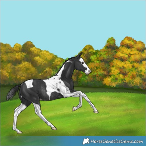 Horse Color:Black Splash Tobiano Appaloosa Rabicano