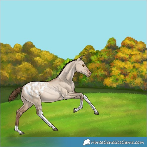 Horse Color:Bay Pearl Dun Tobiano Appaloosa Rabicano