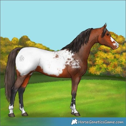 Horse Color:Bay Appaloosa