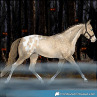 Horse Color:White Spotted Brown Snowdrop Splash Tobiano Appaloosa Rabicano