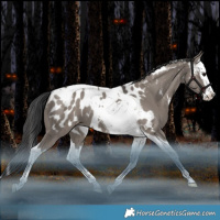 Horse Color:Grullo Splash Tobiano Near Leopard Rabicano