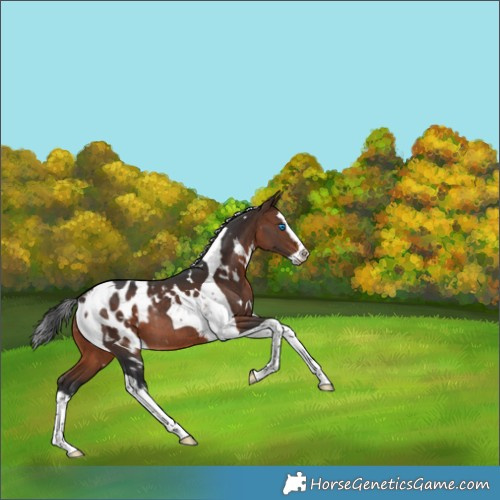 Horse Color:White Spotted Bay Splash Tobiano Appaloosa Rabicano
