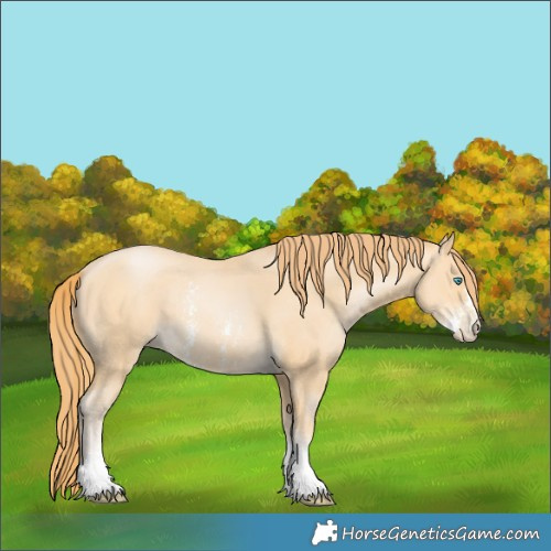 Horse Color:Buckskin Pearl Sabino