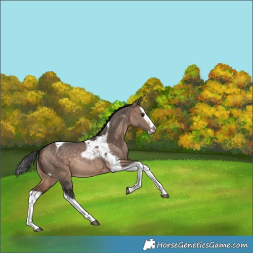Horse Color:Brown Dun Splash Tobiano Rabicano