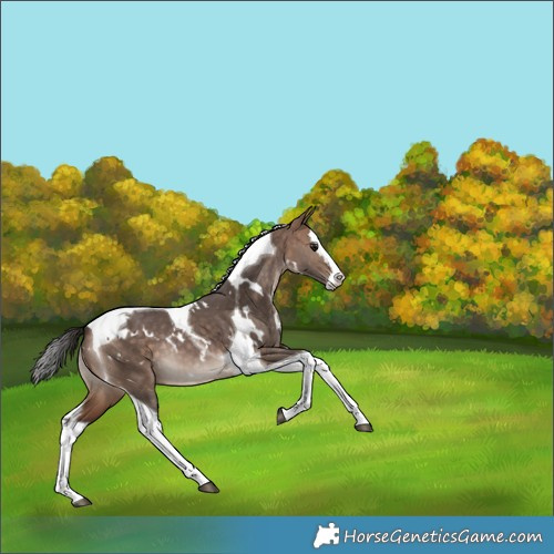 Horse Color:White Spotted Bay Dun Splash Tobiano Rabicano