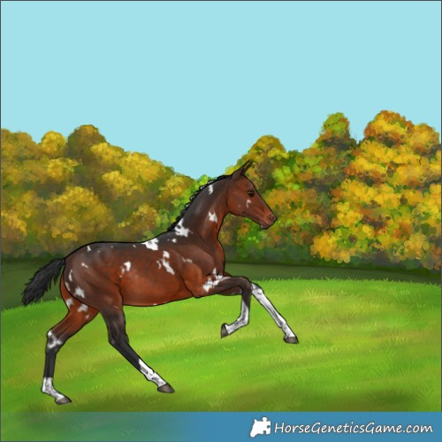 Horse Color:White Spotted Brown Tobiano Rabicano
