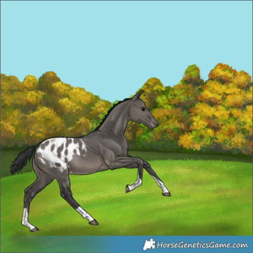 Horse Color:Grullo Tobiano Appaloosa Rabicano