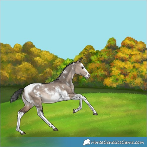 Horse Color:White Spotted Brown Dun Splash Tobiano Rabicano
