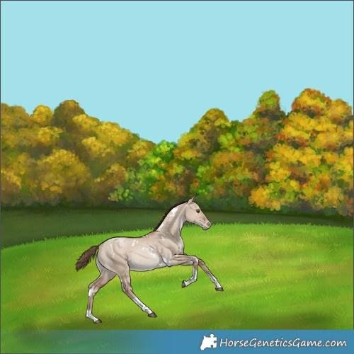Horse Color:White Spotted Grullo Pearl Tobiano Appaloosa Rabicano 