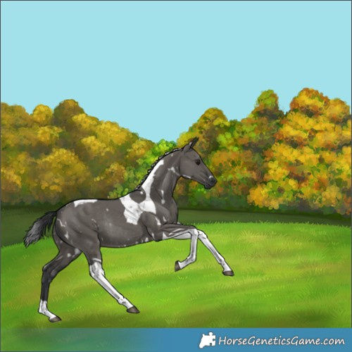 Horse Color:White Spotted Grullo Tobiano Rabicano