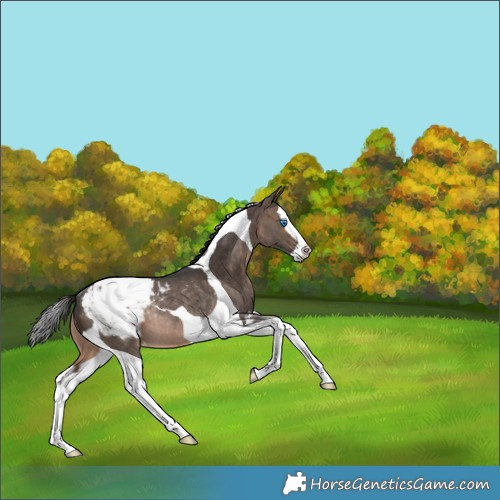 Horse Color:Brown Dun Splash Tobiano Appaloosa Rabicano
