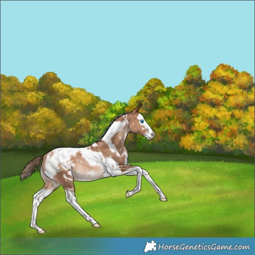 Horse Color:White Spotted Bay Pearl Splash Tobiano Appaloosa Rabicano