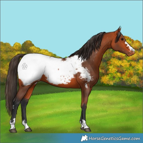 Horse Color:Bay Appaloosa