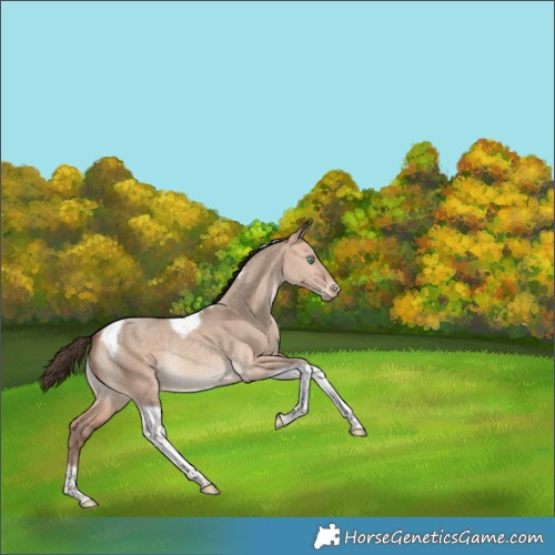 Horse Color:Amber Champagne Dun Tobiano Appaloosa Rabicano