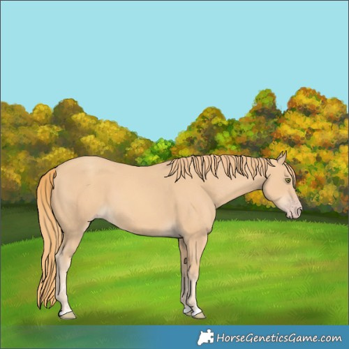 Horse Color:Gold Champagne 