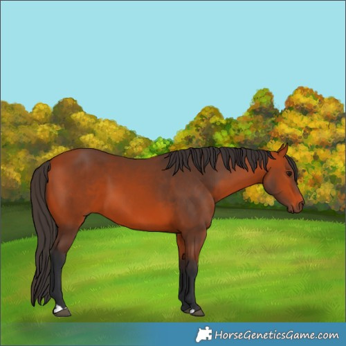 Horse Color:Bay 