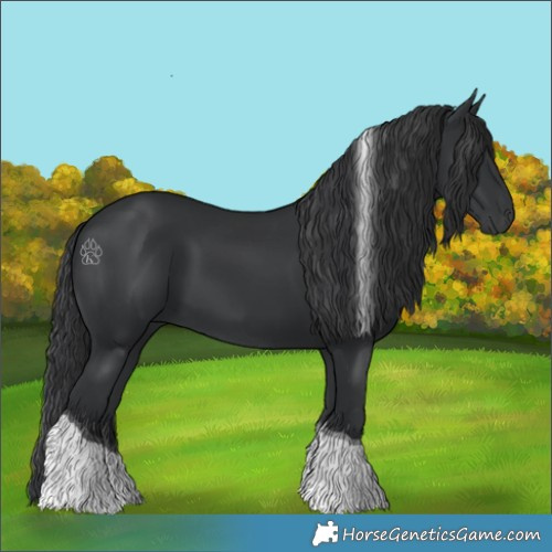 Horse Color:Black Tobiano 