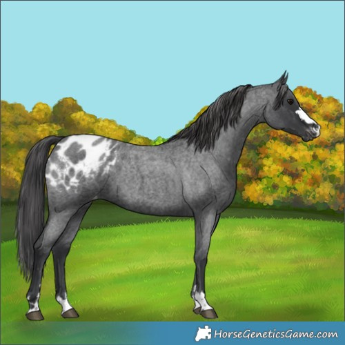 Horse Color:Blue Roan Appaloosa 