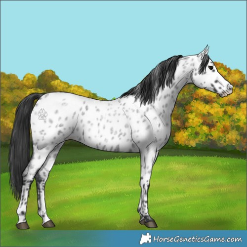 Horse Color:Blue Roan Appaloosa 