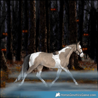 Horse Color:Brown Dun Splash Tobiano Rabicano 