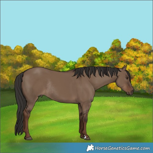 Horse Color:Liver Red Dun Rabicano 