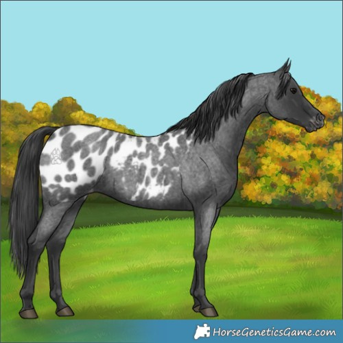 Horse Color:Blue Roan Appaloosa