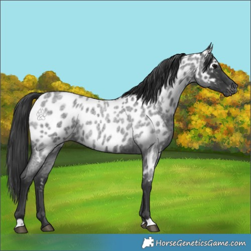 Horse Color:Blue Roan Appaloosa 