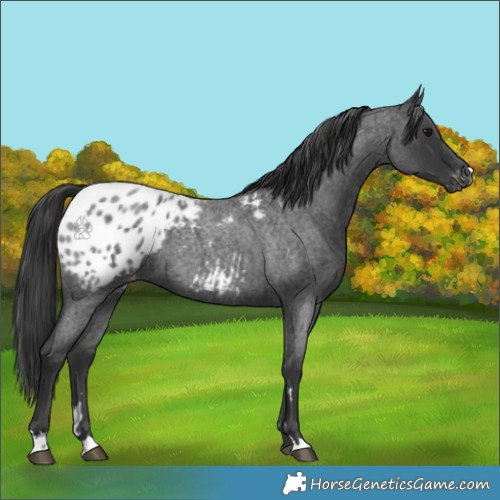 Horse Color:Blue Roan Appaloosa 