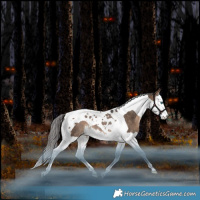 Horse Color:Bay Dun Splash Tobiano Appaloosa Rabicano 