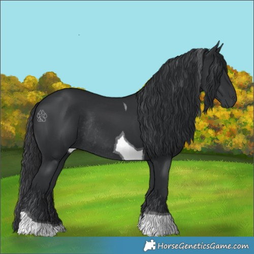 Horse Color:Black Tobiano Rabicano 