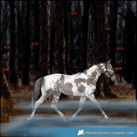 Horse Color:White Spotted Grullo Tobiano Appaloosa Rabicano 