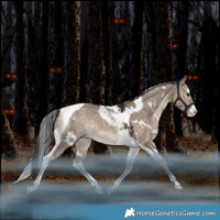 Horse Color:White Spotted Brown Dun Splash Tobiano Varnish Rabicano 