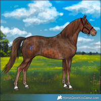 Horse Color:Liver Chestnut  and Chestnut 