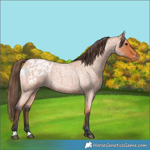 Horse Color:Bay Roan Appaloosa 