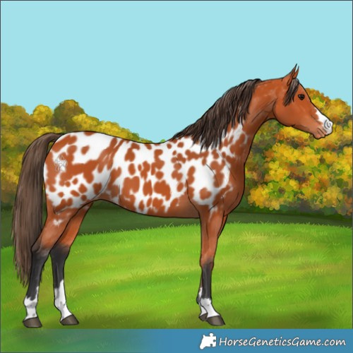 Horse Color:Bay Appaloosa 