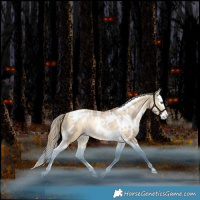 Horse Color:White Spotted Bay Snowdrop Dun Splash Tobiano Rabicano 