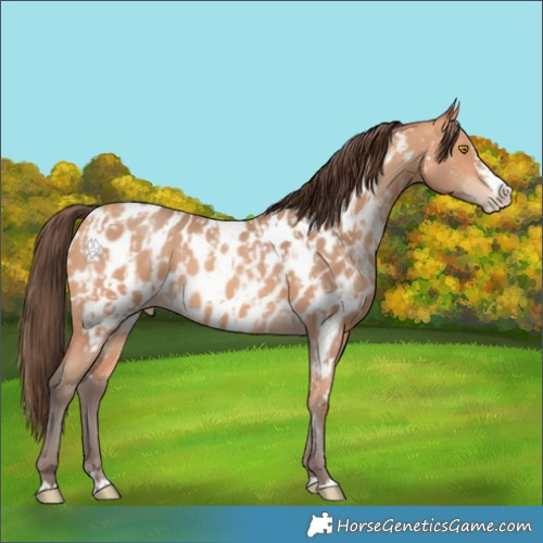 Horse Color:Amber Champagne Appaloosa and Amber Champagne Splash Appaloosa