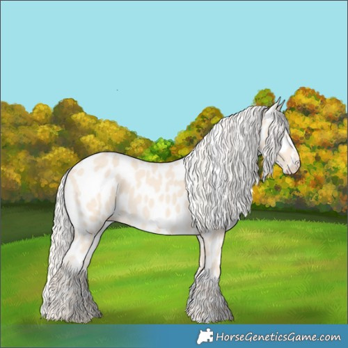 Horse Color:Cremello Appaloosa 