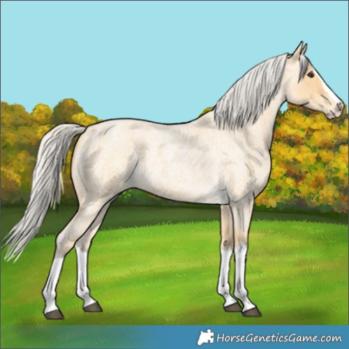 Horse Color:Silver Buckskin Roan Splash 
