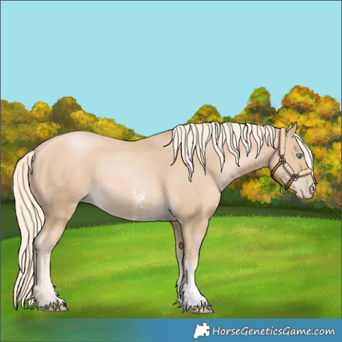 Horse Color:Palomino Pearl Sabino 