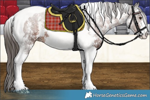 Horse Color:Liver Chestnut Sabino Tobiano Appaloosa 