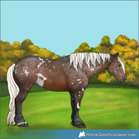 Horse Color:White Spotted Liver Chestnut Mushroom Rabicano 