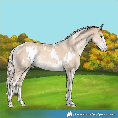Horse Color:White Spotted Cremello Sabino Rabicano 