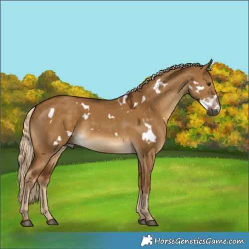Horse Color:White Spotted Chocolate Palomino Dun