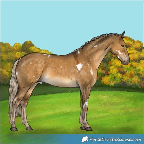 Horse Color:White Spotted Chocolate Palomino Dun